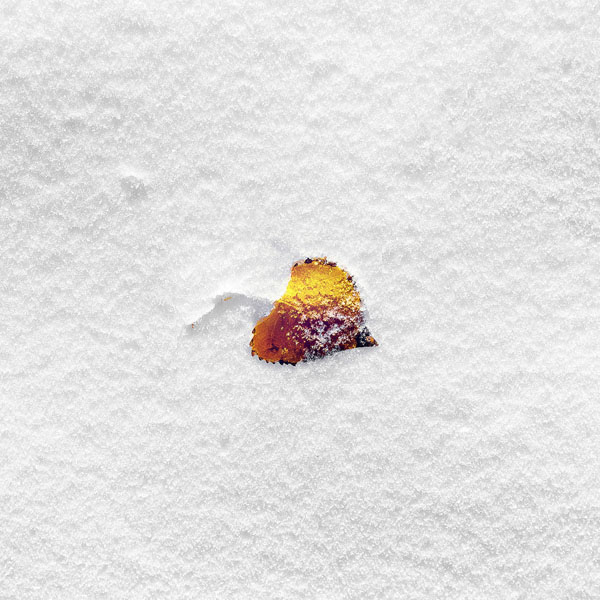 wallpaper-boo-201-snow-leaf-9-wallpaper-1024x1024