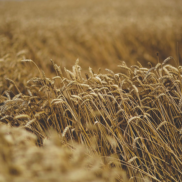 grass-yellow-nature-flower-9-wallpaper